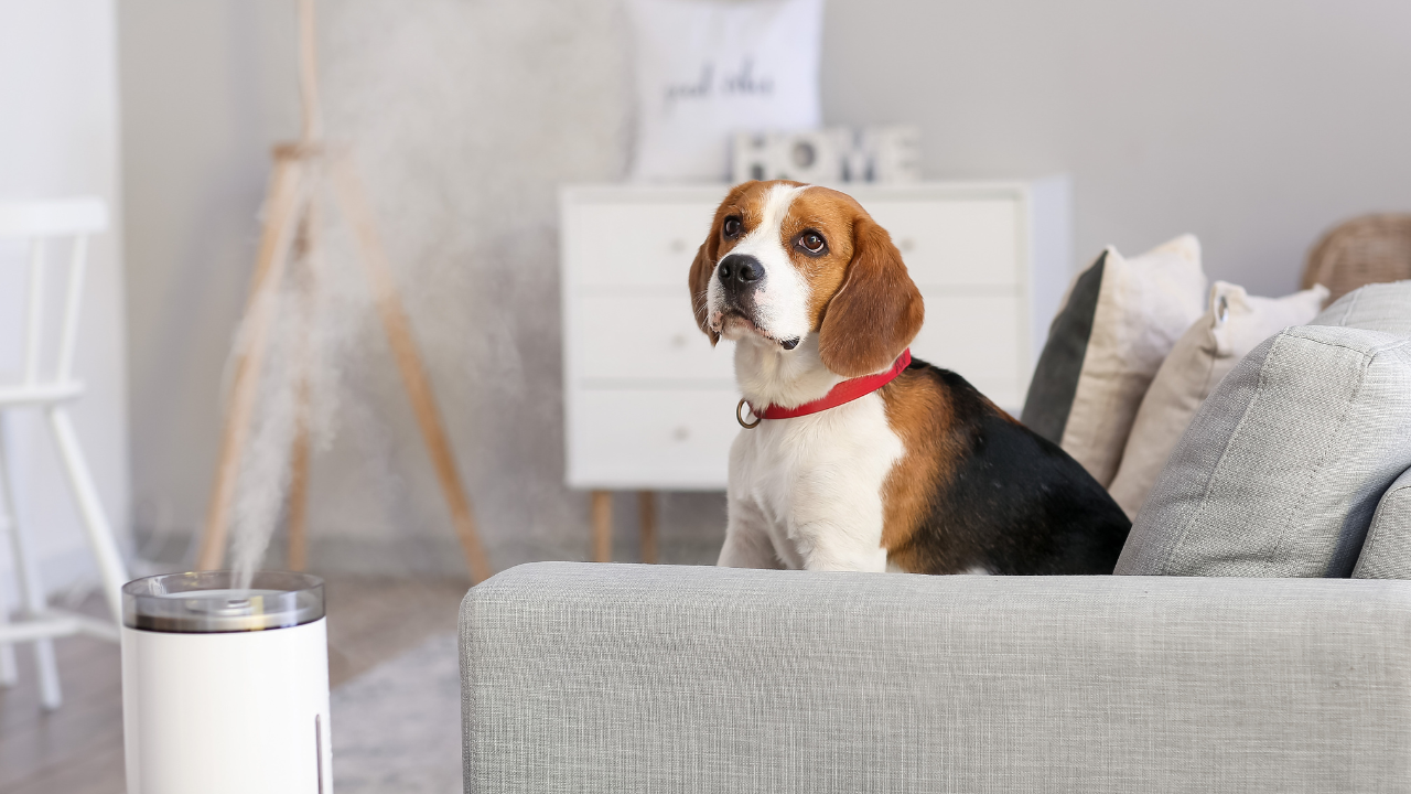 Ein Hund sitzt auf dem Sofa und wartet auf den Filmabend mit seinem Frauchen.