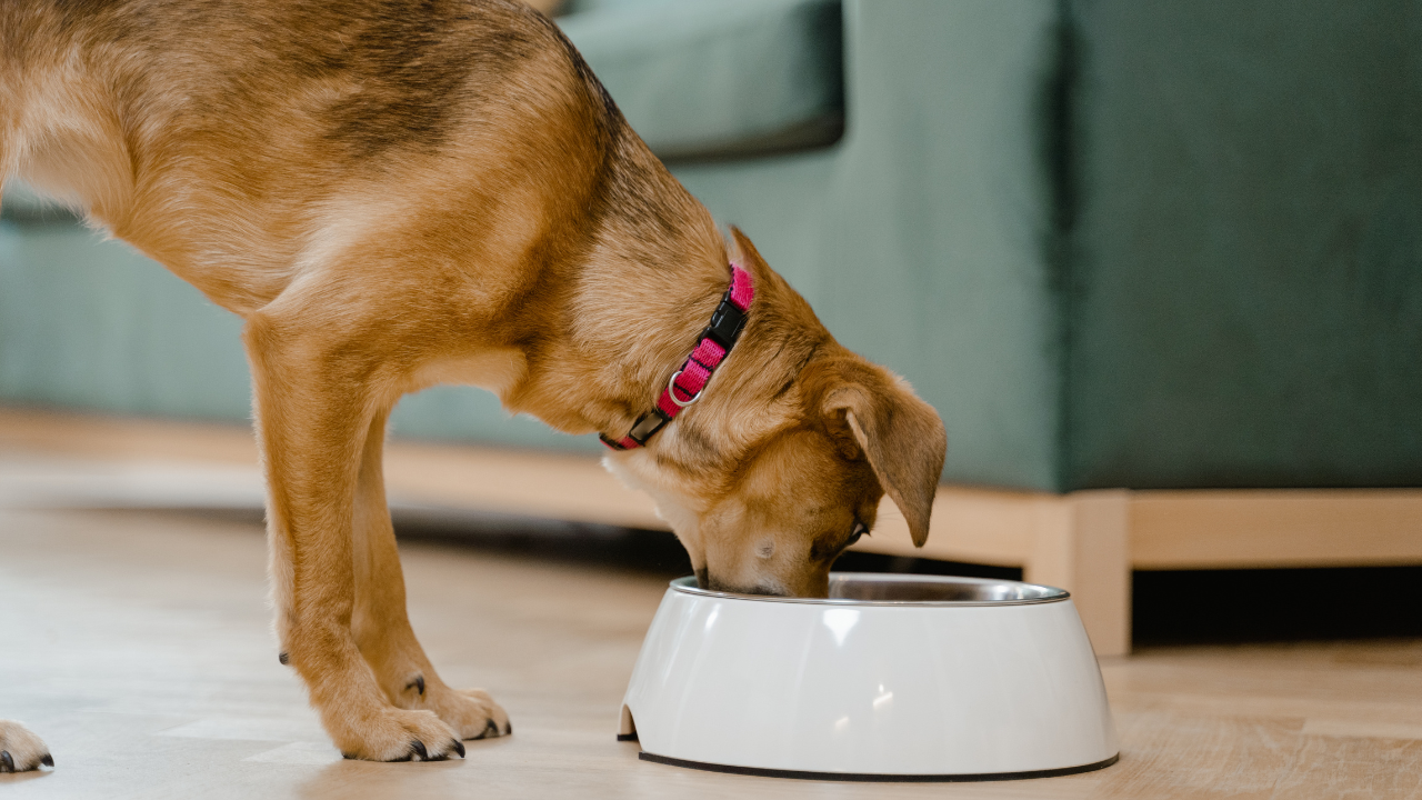 Ein Hund frisst gerne sein Futter mit vielen Vitaminen.