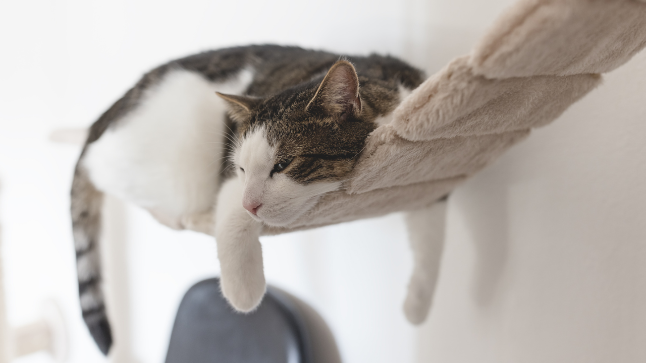 2_Hypertrophe Kardiomyopathie_Katze Eine Katze mit HCM schläft in ihrer Hängematte.