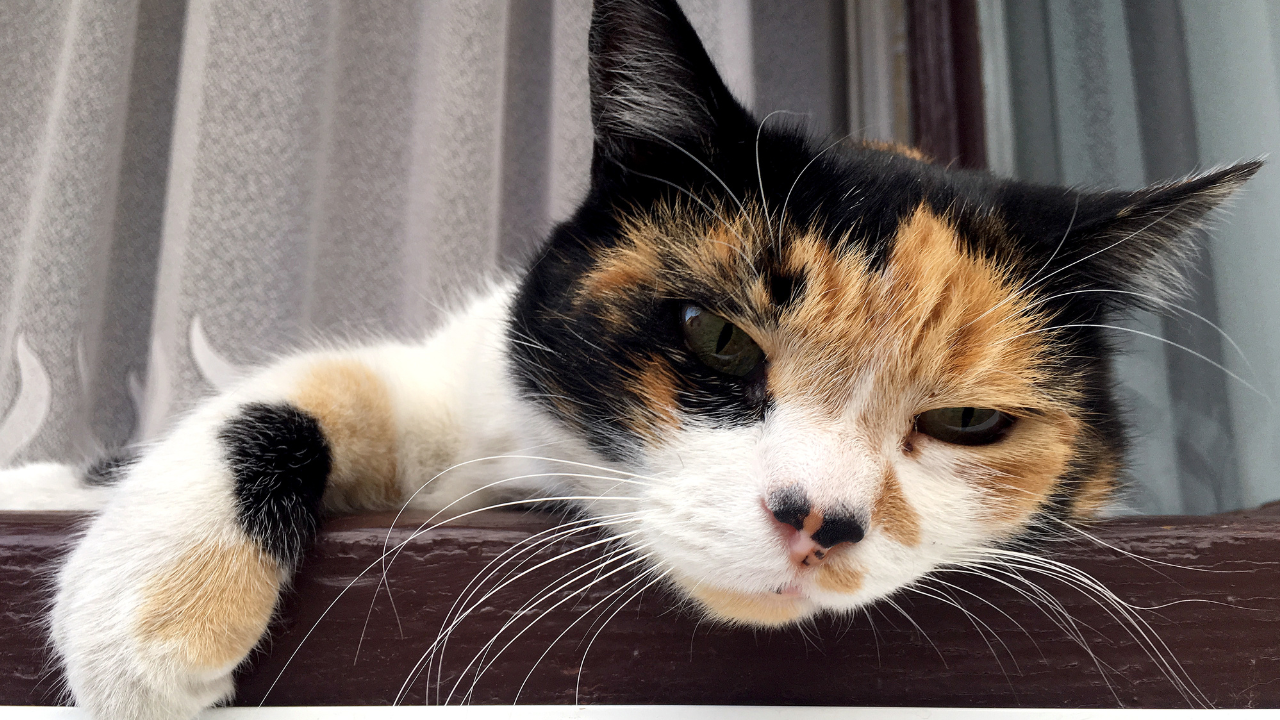 2_Inkontinenz_Katze+