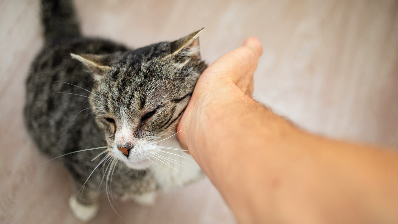 3_Demenz_bei_der_Katze Eine Seniorenkatze wird von ihrem Besitzer gestreichelt.