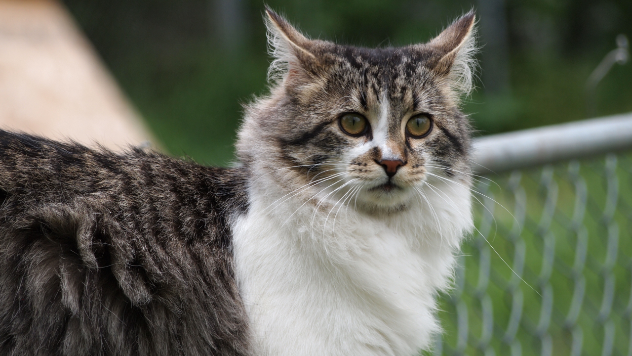3_Herzerkrankung_bei_Katzen Eine Katze mit der Herzkrankheit HCM genießt ihre Zeit in der Natur.
