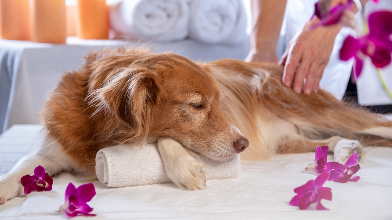 3_Massage für Hunde Ein Hund genießt eine Massage vom Tierphysiotherapeuten.