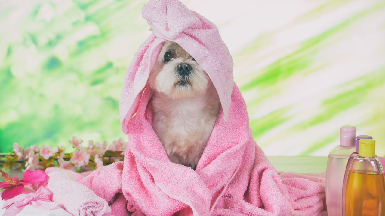 4_Canine Wellness Ein Malteser bekommt eine Massage zur Entspannung.