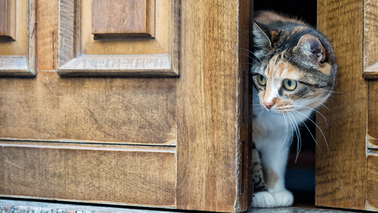 4_Katze_mit_Herzerkrankung Eine Katze sitzt im Türspalt und beobachtet.