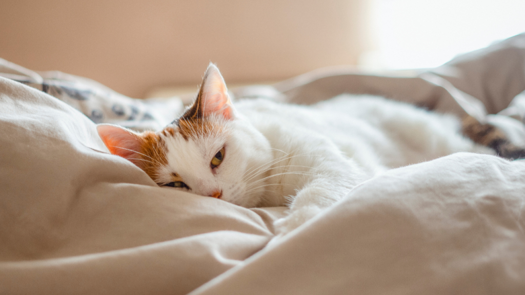 1_Kräuter und Düfte für Katzen Eine wohltuende Katze, die pure Entspannung ausstrahlt.
