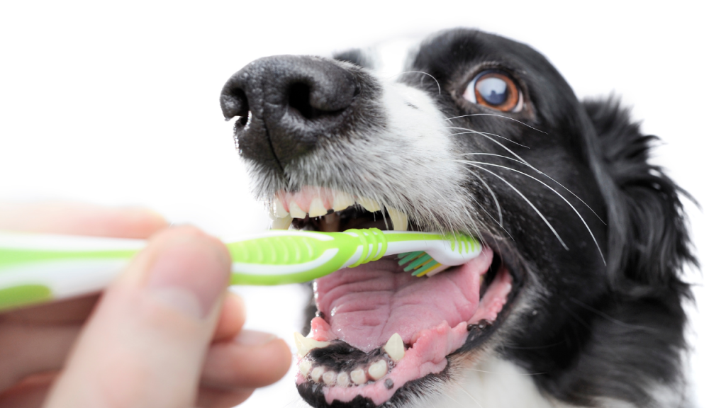 1_Zahnreinigung beim Hund Die Zähne eines Hundes werden gereinigt.