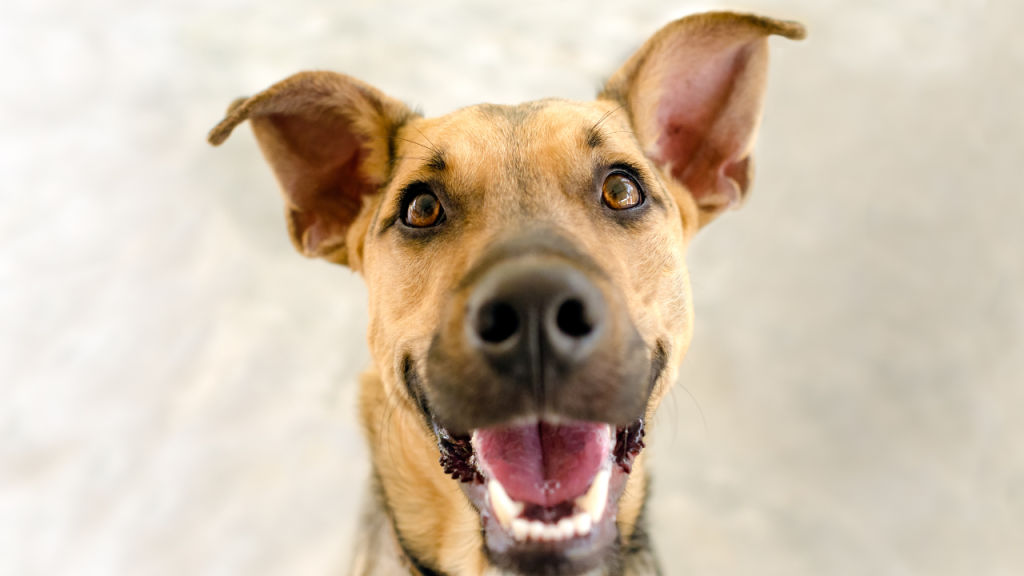 2_Zahnpflege beim Hund Hund schaut ganz glücklich in die Kamera.