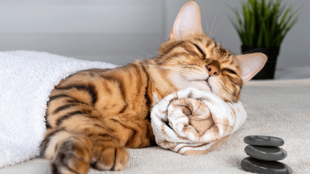 3_Entspannung für Katzen Eine Katze liegt entspannt auf einem Handtuch und genießt ihren duftenden Spa-Moment.