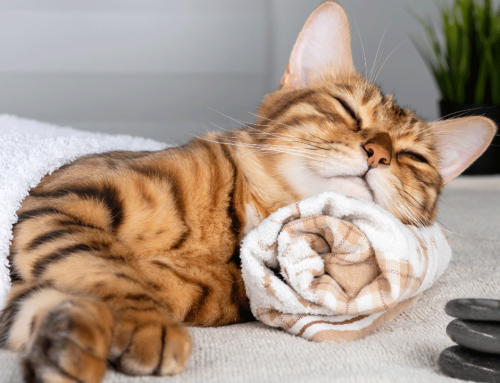 Kräuter und Düfte für Katzen: Was wohltut und was gefährlich ist
