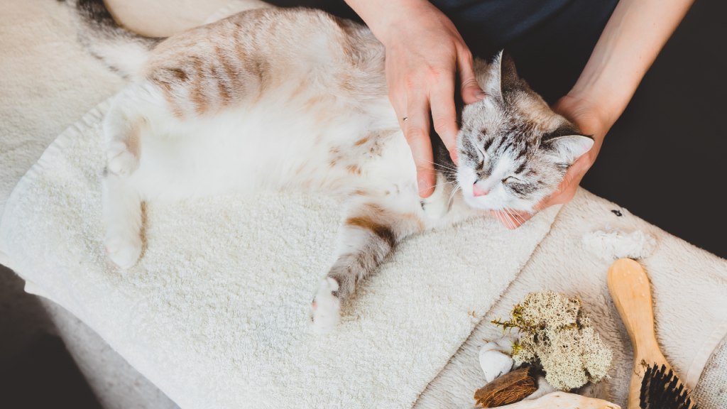 4_Beruhigung für Katzen Eine Katze genießt eine entspannende Massage auf einem weichen Handtuch.