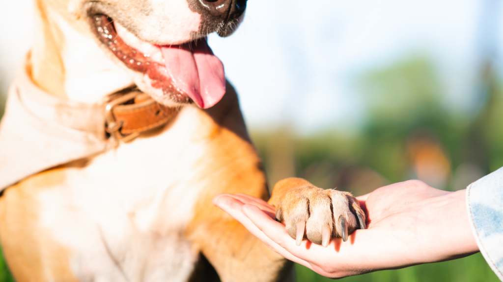 Ein Hund gibt seinem Besitzer die Pfote.