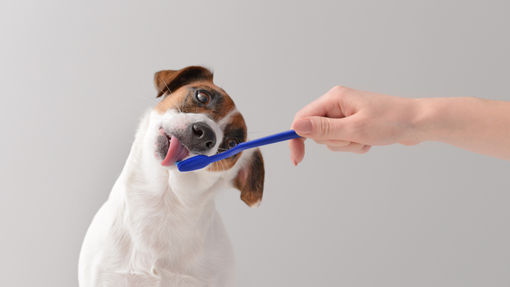 4_Pflege der Hundezähne Die Besitzerin pflegt die Zähne des Hundes.