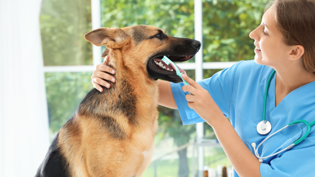 5_Hundezähne Die Zähne von einem Hund werden untersucht.