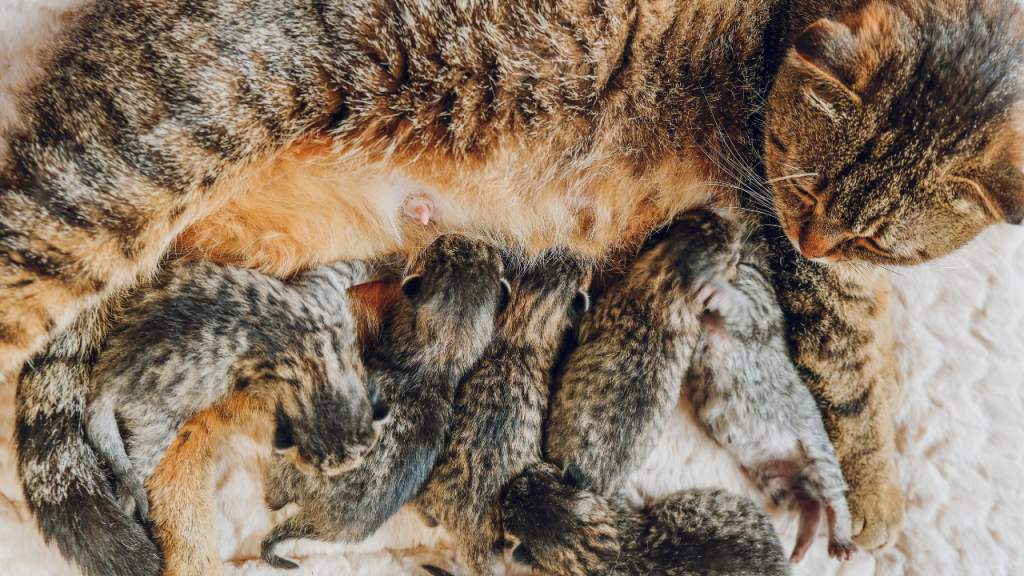 Mutterkatze säugt ihre neugeborenen Kätzchen.