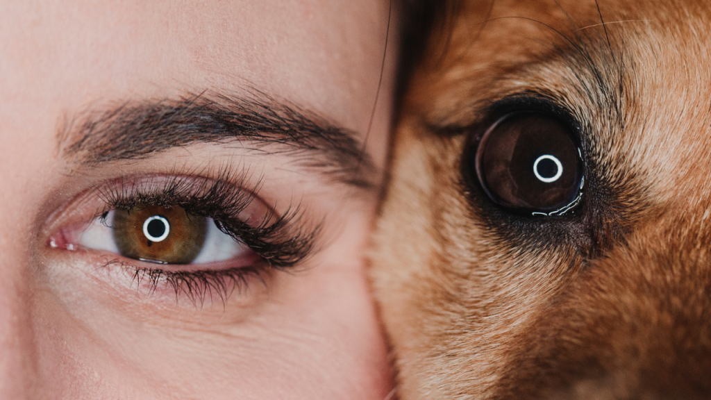 Nahaufnahme von einem menschlichen Auge und einem Hundeauge nebeneinander.