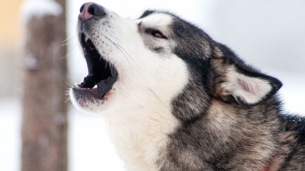 Ein Hund bellt seinen Besitzer an, um Aufmerksamkeit zu bekommen.
