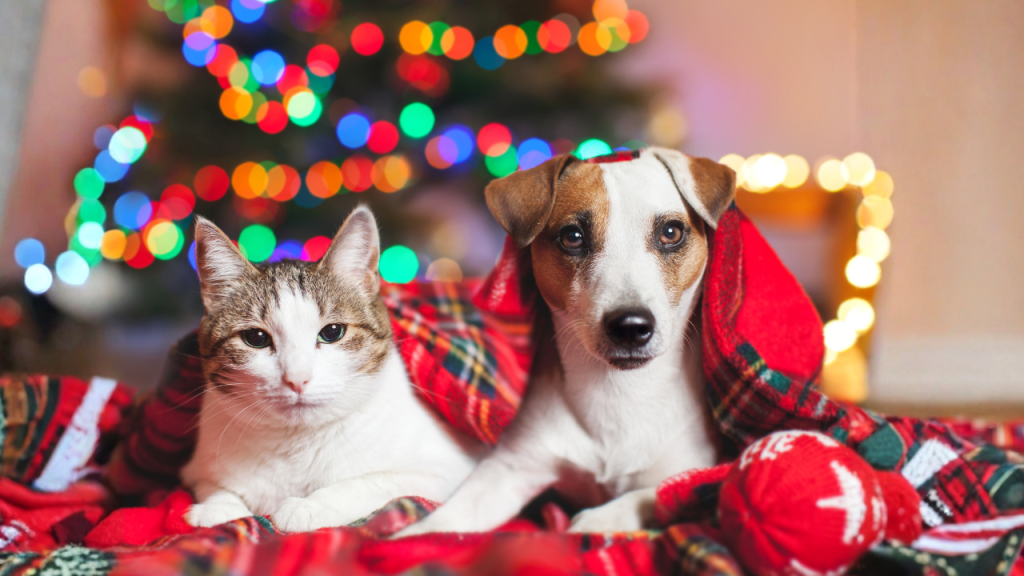 Eine Katze und ein Hund liegen gemütlich nebeneinander unter einer Decke, vor einem festlich geschmückten Weihnachtsbaum.