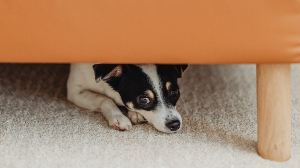 Ein Hund versteckt sich unter dem Sofa.
