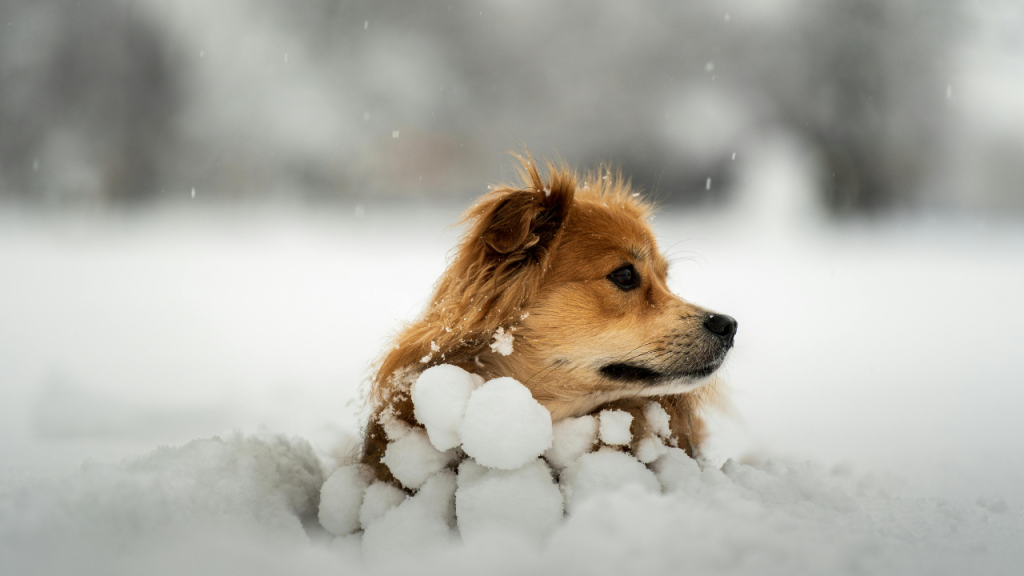 Ein Hund liegt im Schnee und schaut sich um.
