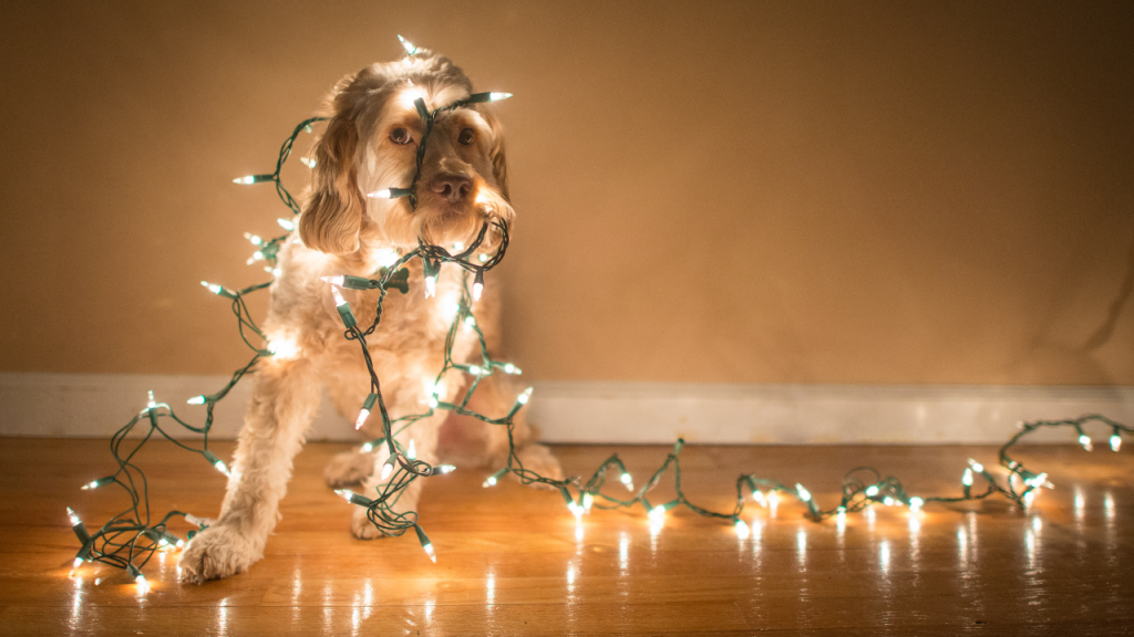 Ein Hund sitzt auf dem Boden und ist verspielt in eine leuchtende Lichterkette eingewickelt.