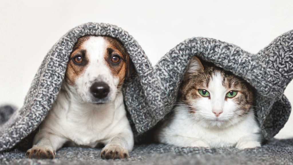 Ein Hund und eine Katze liegen ganz entspannt unter der Decke.