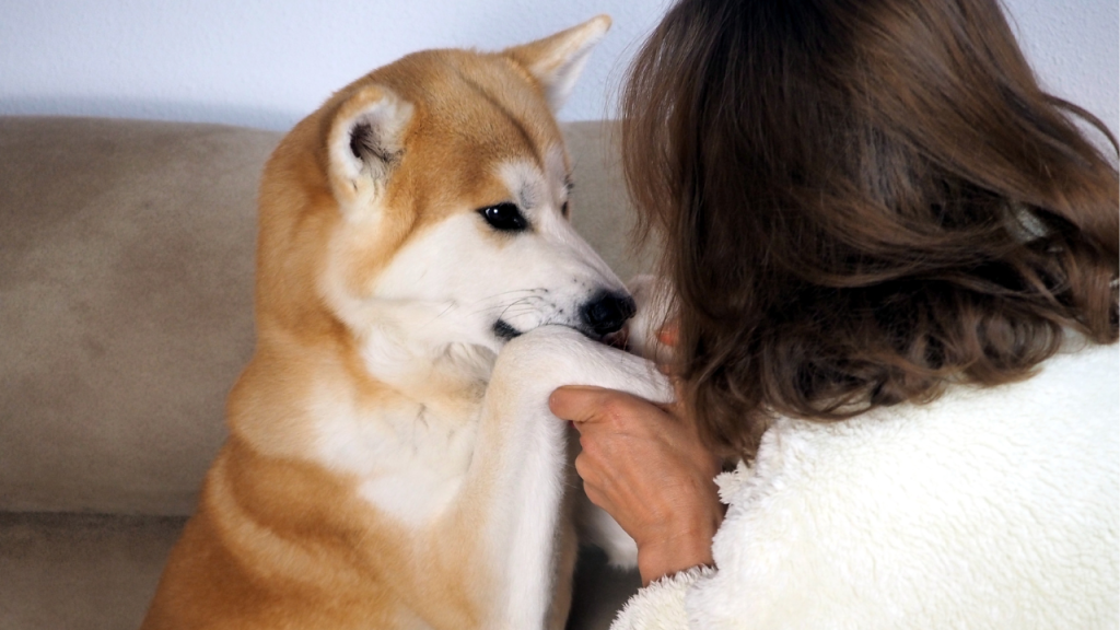 Ein Hund gibt seiner Besitzerin die Pfoten.