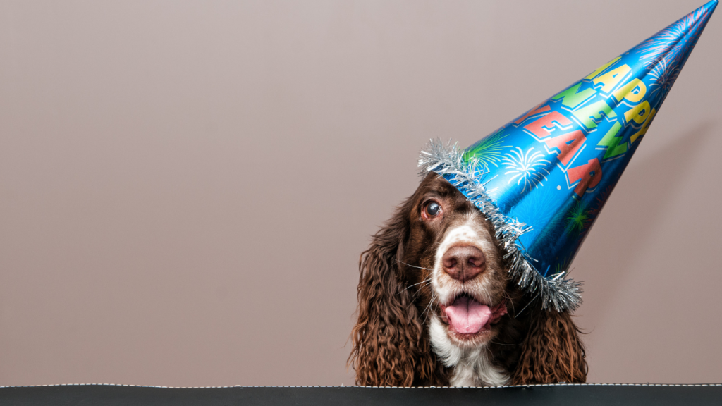 Ein Hund blickt ganz glücklich in die Kamera.