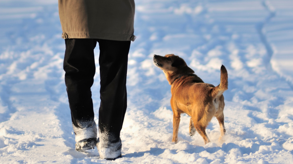 Ein Hund spaziert ganz entspannt neben seinem Besitzer.