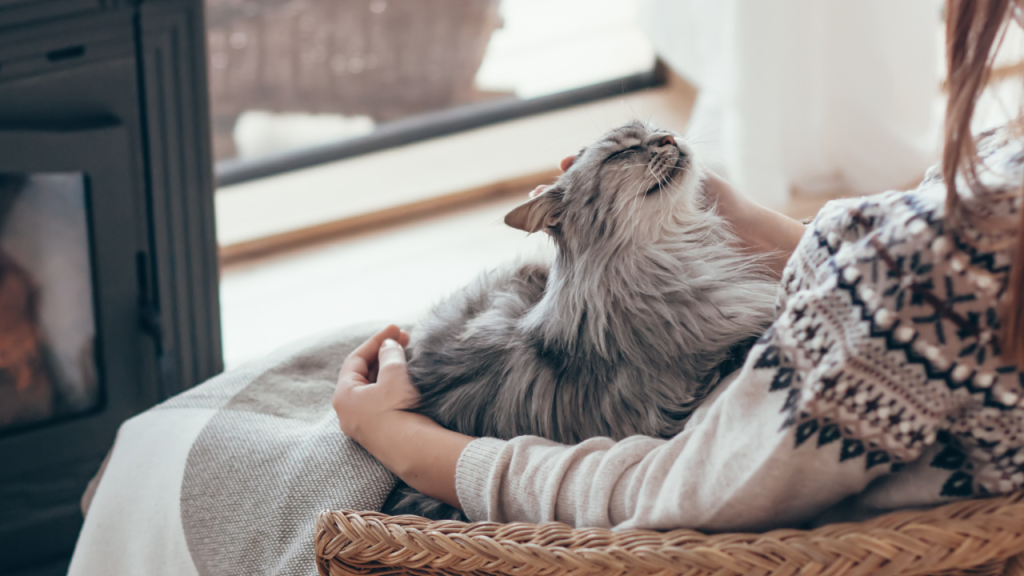 Eine Katze genießt liebevolle Streicheleinheiten auf dem Schoß ihres Menschen.