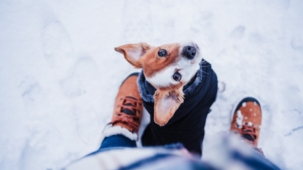Ein Hund schaut seinen Besitzer liebevoll an.