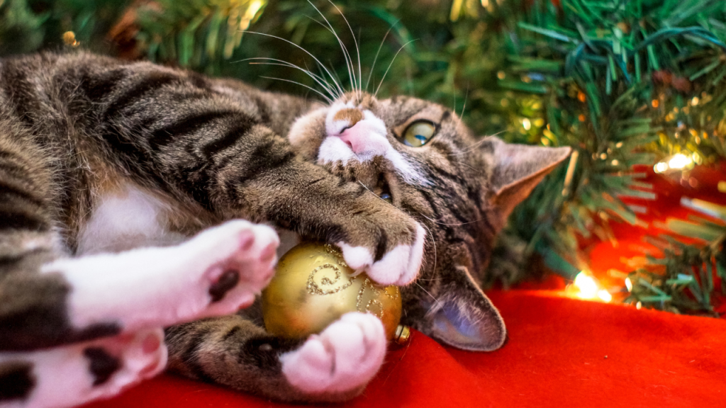 Eine Katze liegt entspannt auf dem Rücken und spielt unter dem Weihnachtsbaum mit einer goldenen Christbaumkugel.
