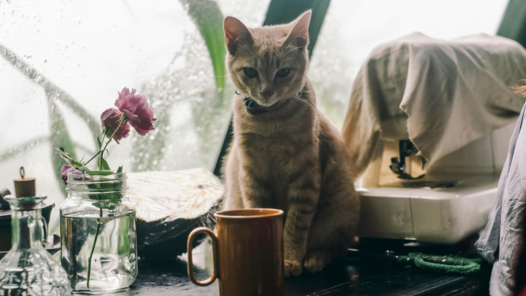 Eine Katze sitzt auf dem Fensterbrett und blickt in die Kamera.