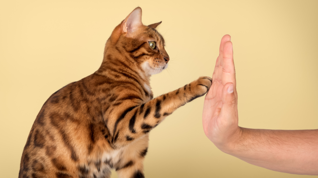 Eine Katze gibt ihrem Besitzer ihre Pfote.