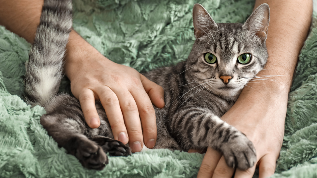 Eine Katze liegt entspannt und genießt die Zeit.