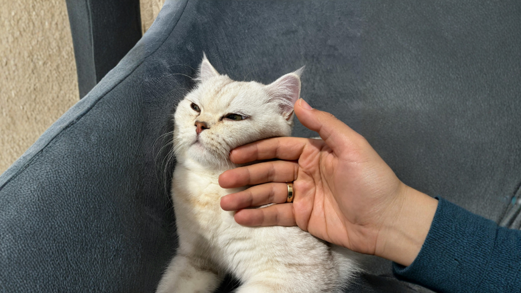 1_Schmerzen bei Katzen Ein Mann streichelt seine Katze auf dem Sofa.