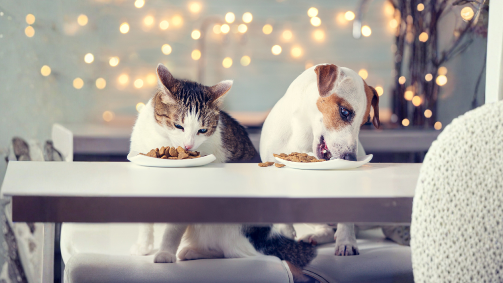 Eine Katze und ein Hund sitzen nebeneinander am Tisch und fressen gemeinsam von ihren Tellern.