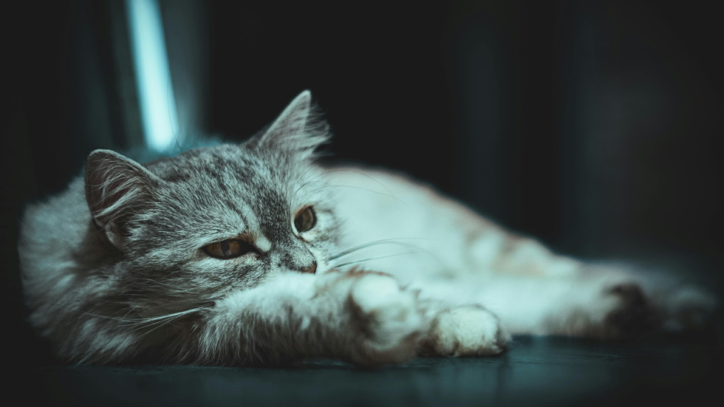 2_Warum Deine Katze sich bei Schmerzen zurückzieht Eine Katze liegt auf dem Boden.