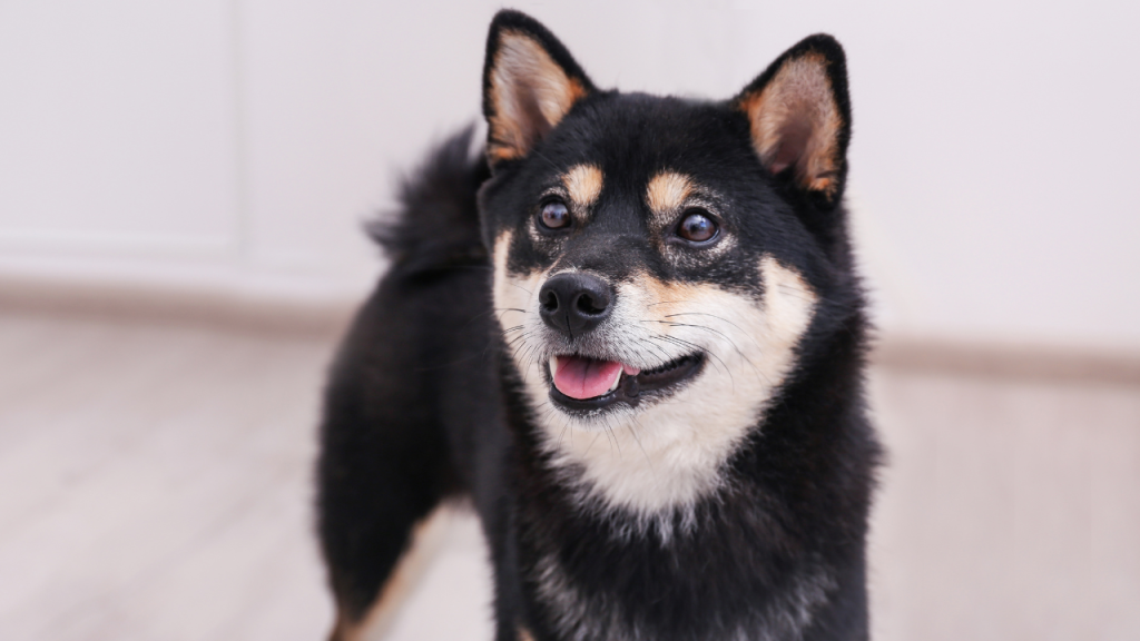 Ein Hund schaut seinen Besitzer liebevoll an.