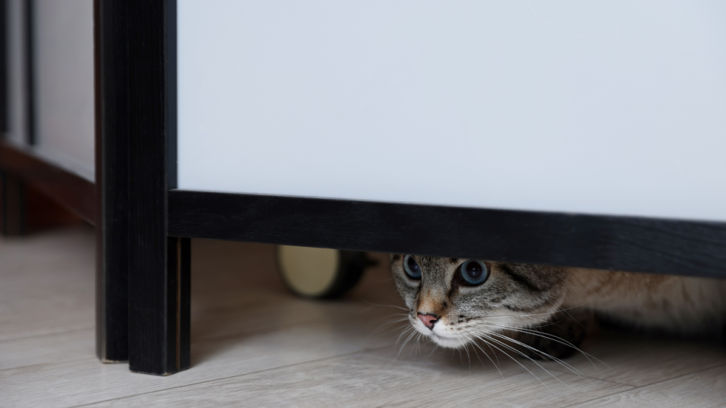 3_Warum Katzen Schmerzen gut verstecken Eine Katze versteckt sich unter einer Kommode.