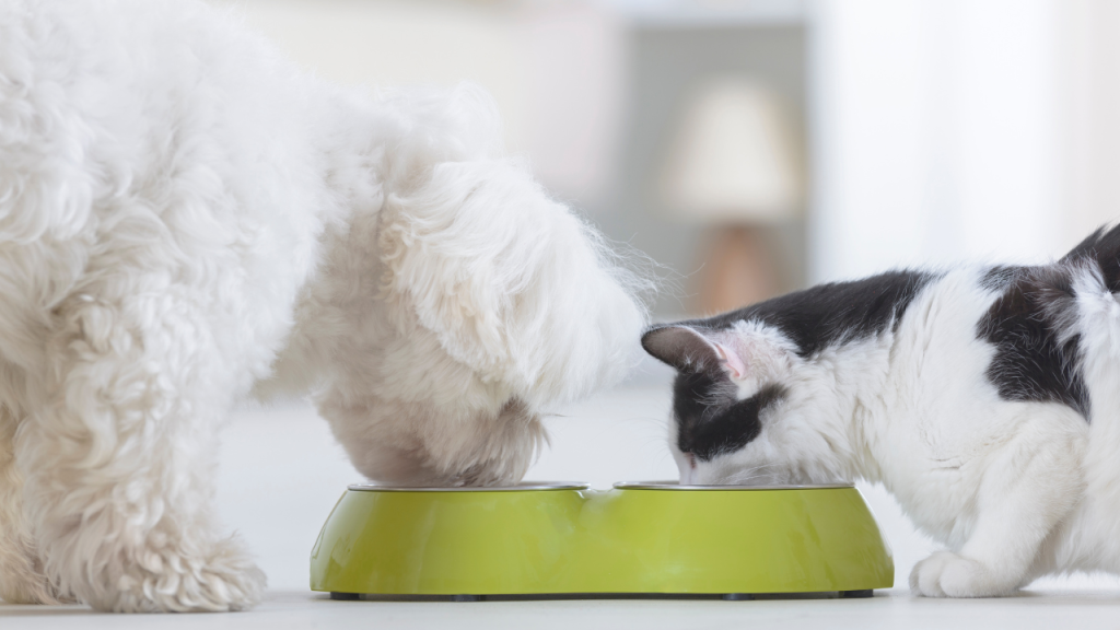 Ein Hund und eine Katze fressen aus einem Napf.