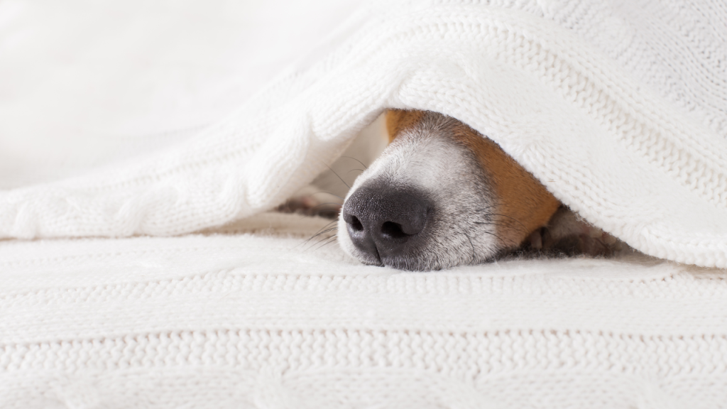 Ein Hund versteckt sich unter einer Decke.