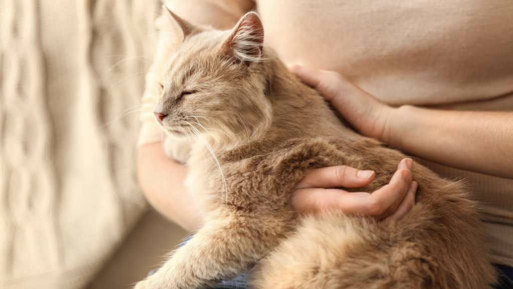 4_Warum Schmerzen bei Katzen oft unbemerkt bleiben Eine Frau hält ihre Katze in den Armen.