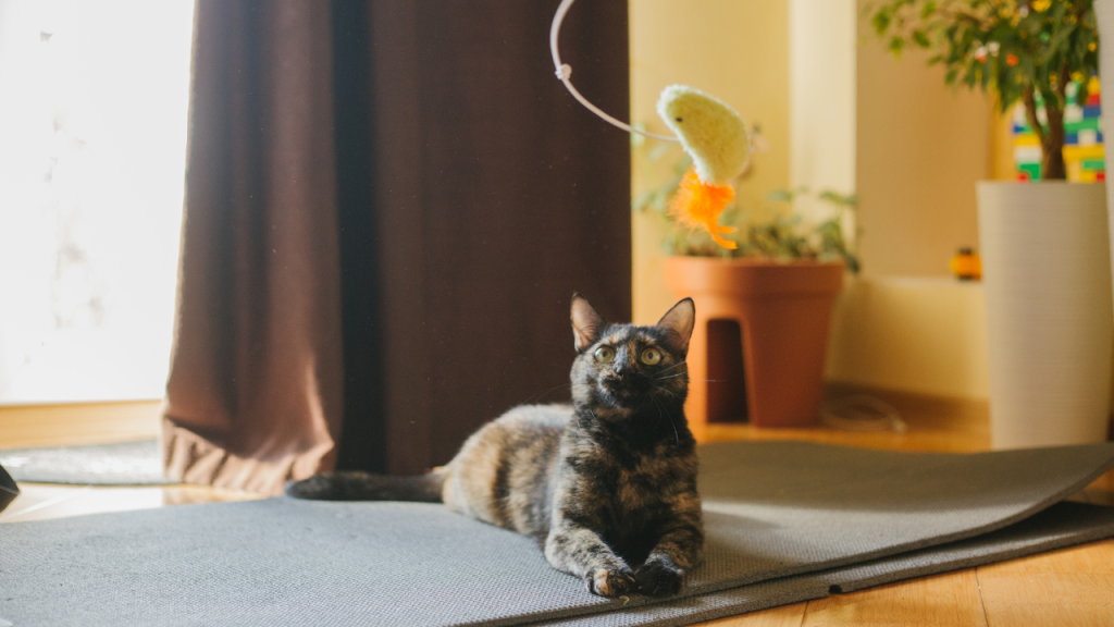 Katze liegt auf einer Matte und beobachtet ein hängendes Spielzeug.