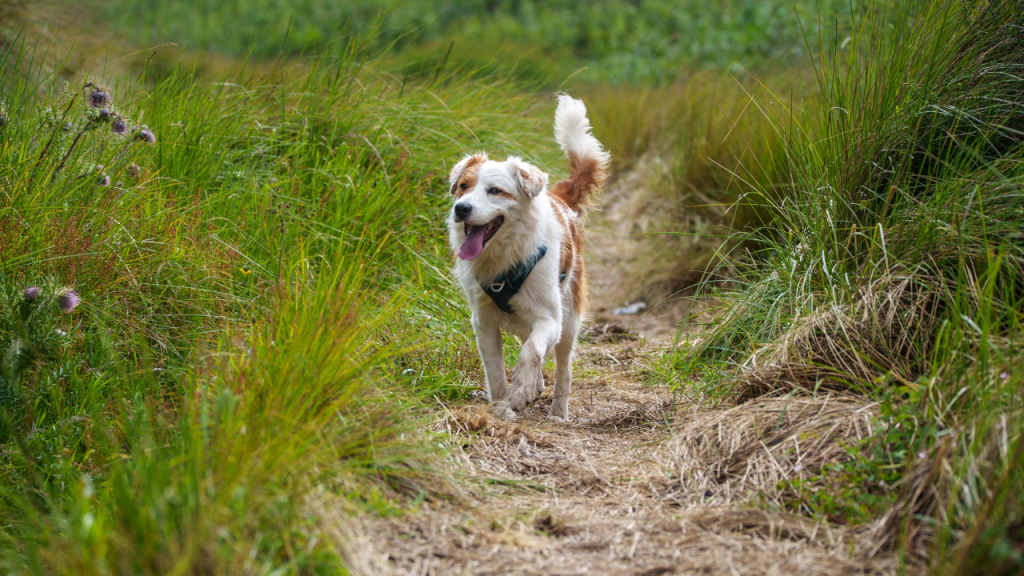 1_Bewegung für Hunde Ein Hund macht draußen einen Spaziergang.