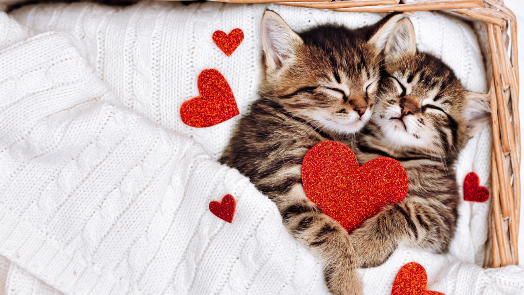Zwei Katzen liegen ganz gemütlich unter einer kuscheligen Decke.