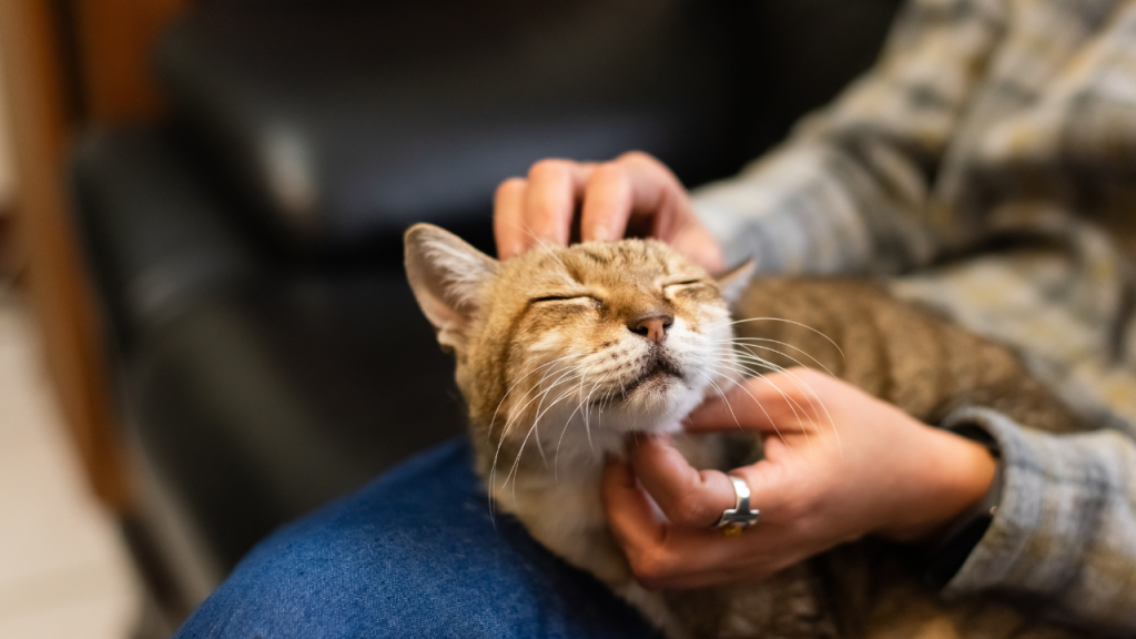 Eine Katze wird von ihrem Besitzer gestreichelt.