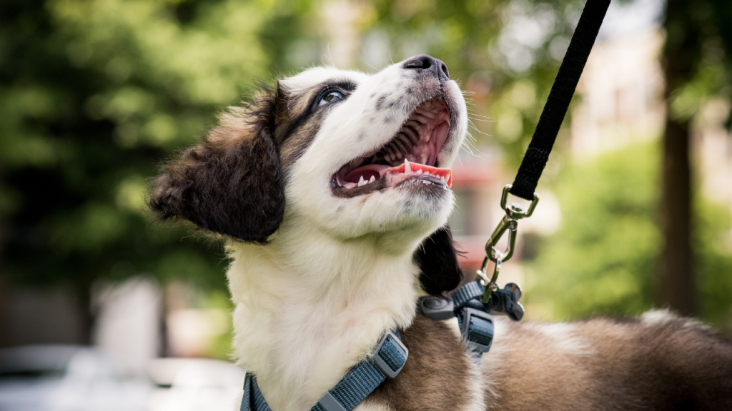 2_Bewegung bei Welpen Ein Hund schaut seinen Besitzer liebevoll an.
