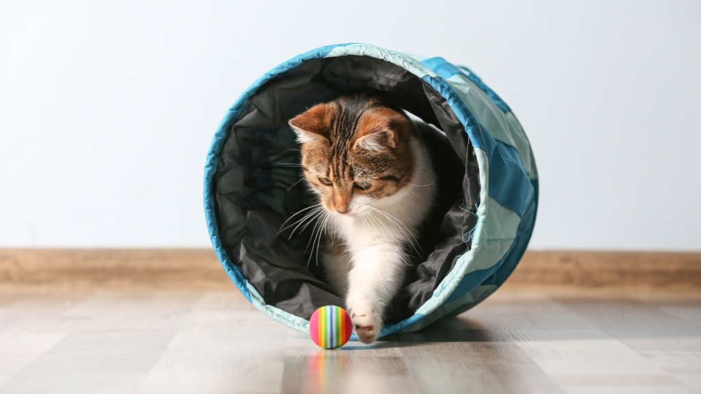Eine Katze spielt mit ihrem Ball.