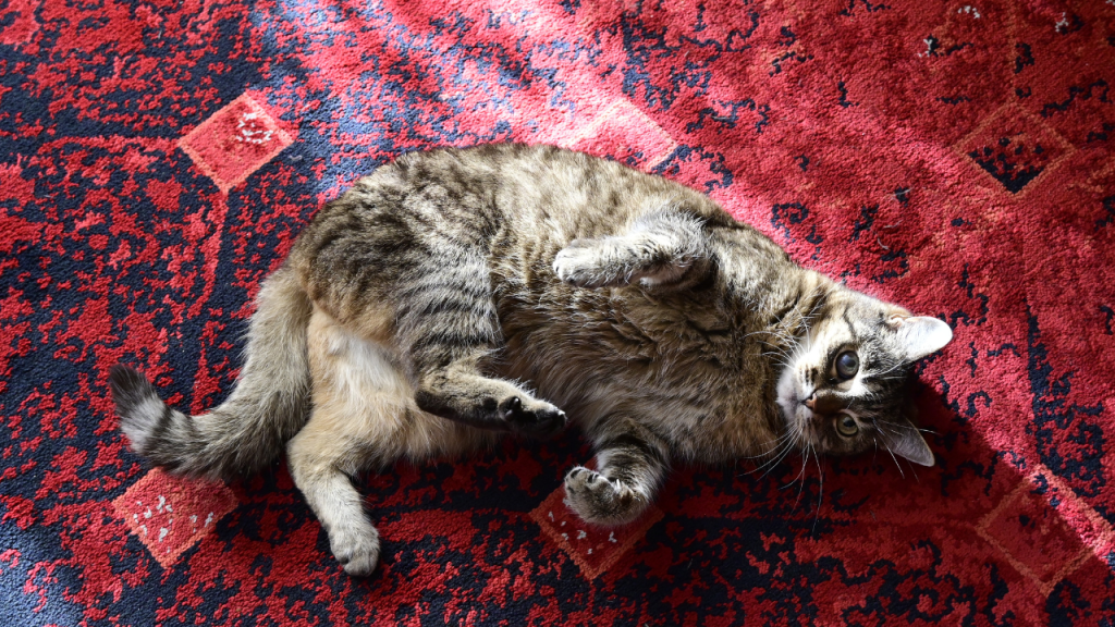 Eine Katze liegt ganz gemütlich auf dem Teppich.
